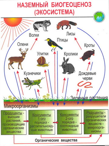 Схема растения животным и человеку. Биогеоценоз наземная экосистема. Схема наземной экосистемы. Группы организмов в экосистеме. Функциональные группы в экосистеме.